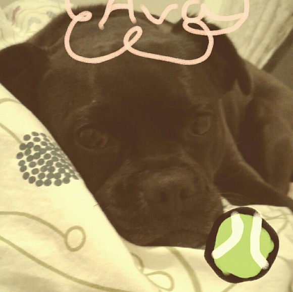 Meet your Posher, Molly - Picture 4 of 8